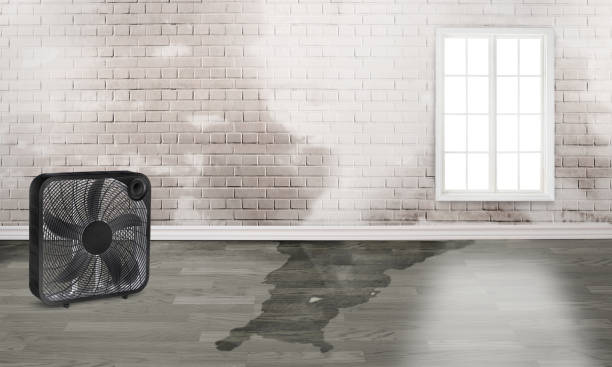 Best Water damage restoration near me  in Hillcrest Heights, MD